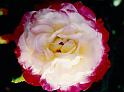 (01) rose